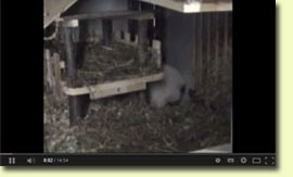 Video Meerschweinchengeburt