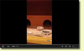 Video springendes Meerschweinchenbaby
